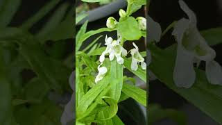 Angelonia plants flower garden home shortsvideo [upl. by Sigismundo309]