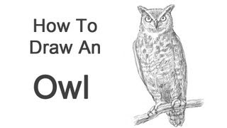 How to Draw an Owl Great Horned [upl. by Kenna104]