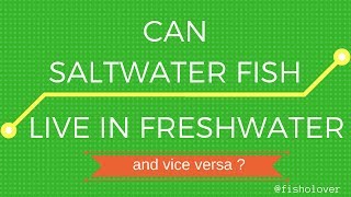 Can Saltwater Fish Live in Freshwater and Vice Versa [upl. by Tarra]