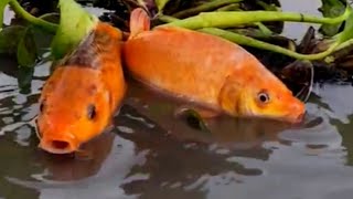 Rofikul Bangla Fun is livevideo  Traditional village boy fish catching video in River 2024 [upl. by Clotilde]