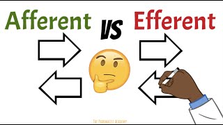 Afferent vs Efferent Neurons Kidneys Lymph nodes [upl. by Oakes726]