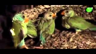 Documentales National Geographic Español Australia tierra de loros 2015 HD [upl. by Debo249]