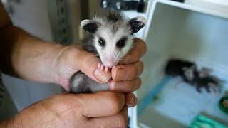 How To Care For Baby Opossums with Primarily Possums [upl. by Yendirb]