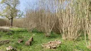 What is coppicing [upl. by Mcquoid625]