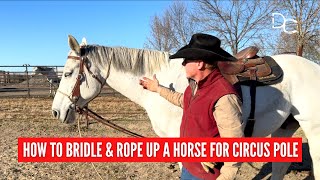 DC How to Rope and Bridle the Horse for Circus Pole Training [upl. by Einial]