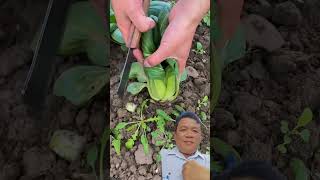 Fresh Spinach Green farming farmer agriculture [upl. by Xaviera]