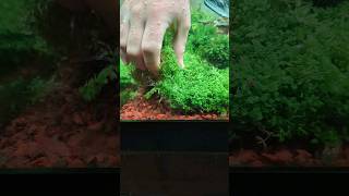 Peeling out an entire Monte Carlo carpet in my planted tank 💚😁 shorts plantedtank aquascape [upl. by Lexis]