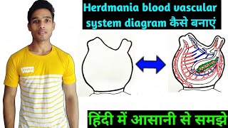 How to draw diagram blood vascular system of herdmania  BSc 3rd Year Zoology 5th Sem 2nd paper [upl. by Vinaya]