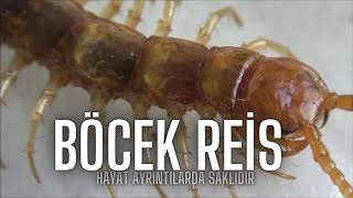 Altın ÇıyanTaş Çıyanları BöcekReis Lithobius [upl. by Crowe]