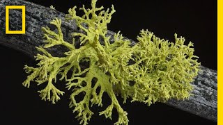 Whats in a Lichen How Scientists Got It Wrong for 150 Years  Short Film Showcase [upl. by Rebah282]