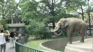 Elephant Spraying Poo on Man  ORIGINAL at Berlin Zoo [upl. by Mikiso]