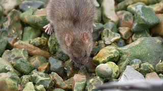 Rat foraging for food on the beach [upl. by Jorry]