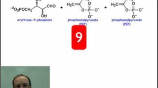 Introduction to the Shikimate Pathway [upl. by Roana]