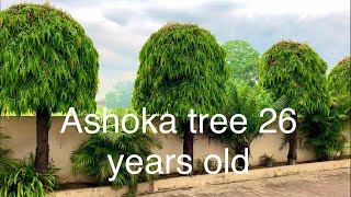 Ashoka tree 26 years old polyalthia longifolia pendula best plant for garden Bondary [upl. by Aicilana254]