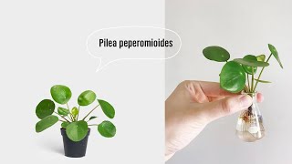 Pilea peperomioides in water [upl. by Aihsram867]