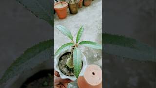 Dorstenia foetida [upl. by Poliard]