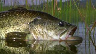 Fly Fishing with Top Water Frog Poppers  Legendary Alpine Bass By Todd Moen [upl. by Christianna133]