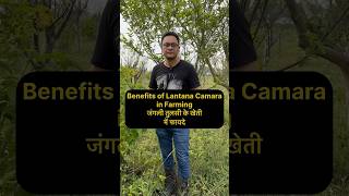 Lantana Camara  जंगली तुलसी naturalfarming [upl. by Nare]