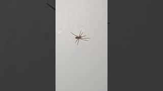 Spider walking on wall shorts shortfeed shortviral insects nature [upl. by Felise]