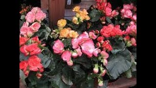 Caring And Growing Method Of Begonias  Best Winter plant  Easy Gardening Skills [upl. by Yzdnil]