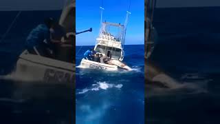 FIGHTING A BLUE MARLIN fishing marlin marlinfishing bluemarlin trending VIRAL fyp [upl. by Norah]