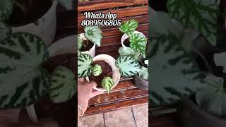 Begonia plants Combo offer begonias plantsforsale [upl. by Ikeda]