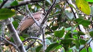 Regent bowerbird  female [upl. by Lundeen]