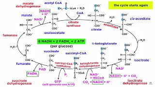 Cellular Respiration Part 2 The Citric Acid Cycle [upl. by Nereids]