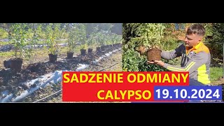 Sadzenie Kolejnej Odmiany Borówki Amerykańskiej Czas na CALYPSO [upl. by Anan]