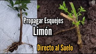 Propagación de esquejes de citricos 🍋🍀 directo al suelo [upl. by Yttig]