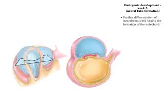 Embryonic development  Week 3 [upl. by Dieter969]