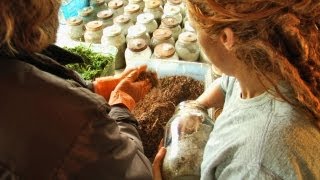 Exploring an Organic Mushroom Farm Wild and Cultivated Varieties [upl. by Genny]