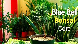 How to care Blue Bell Bonsai  Desmodium plant  ब्लू बैल बोन्साई प्लांट की केयर कैसे करे [upl. by Dara]