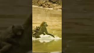 नदी में मगरमच्छ है बंदर बच्चे के साथ नदी पार करता है। crocodile attack on monkey wild animal fight [upl. by Sorenson527]