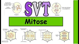 la mitose  chez la cellule animale et végétale [upl. by Nilek]