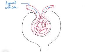 HOW TO DRAW A MALPIGHIAN CORPUSCLE [upl. by Rudolf]