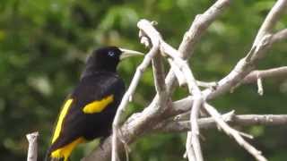 Oropéndola Cacicus cela  Parque Nacional del Manú Perú [upl. by Siloa496]