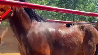 For all horse lovers  Live Stream November 19 2024 [upl. by Nnaecyoj]