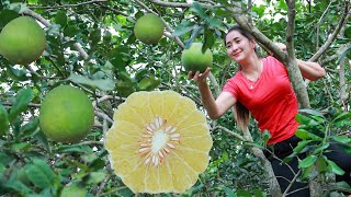 Bring pomelo home  Pomelo fruit cooking  Large citrus fruit harvest in my homeland [upl. by Jerri]