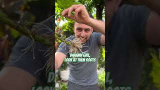 Accidentally propagating a Fatsia Japonica  Propagated fatsia after it was destroyed by vine weevil [upl. by Nnairac]