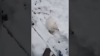 Puppy’s first snow day ❄️ snowday AmericanEskimo Puppy puppyplay firstsnow puppysnowday ❤️ [upl. by Anelrahc940]