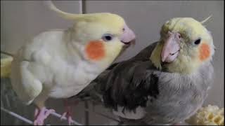 Cockatiel singing 1 HOUR OF Cockatiel Singing to Train your Cockatiel Cockatiel bird Singing [upl. by Tirrag]