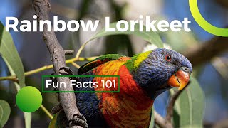 Rainbow Lorikeet Bird 101 Fun Facts [upl. by Anaert]