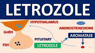 Letrozole  Mechanism side effects precautions and uses [upl. by Norahc]