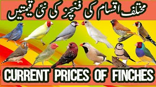 Finch Prices in Pakistan  Price Of Finch In Pakistan  Types Of Finches  Finch Mutations [upl. by Denise]