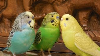 Male parakeets use their songs to attract female parakeets 10 Hr Nature bird sounds [upl. by Aicilas]