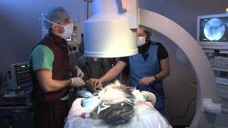 AERA Tracheal Stent Procedure in a Dog [upl. by Sallad785]