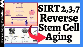 SIRTUINS 2 3 amp 7 PROTECT Mitochondria amp REVERSE Stem Cell Aging [upl. by Weisbart909]