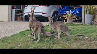 Fernbrook Ridge Kangaroos Queensland Australia [upl. by Mccord]