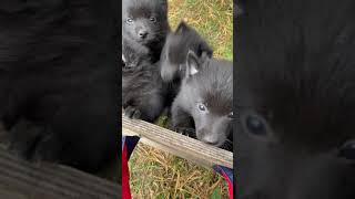 Schipperke Puppy Vince Goes to His New Home [upl. by Cohbert]